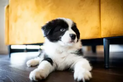 Cute Border Collie puppy at home